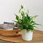 Спатифиллум d7/h17