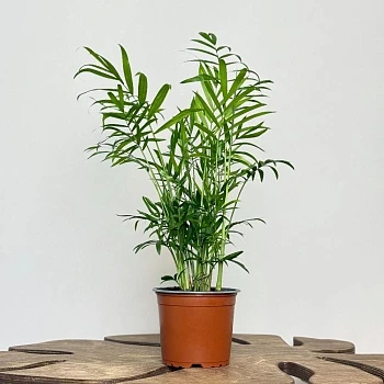 Хамедорея Элеганс d12/h40