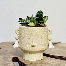 Гастерия Биколор Вариегата d8,5/h15