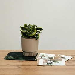 Сансевиерия Ханни Торнадо d11/h18