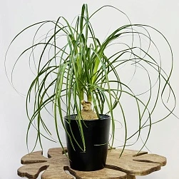  Нолина бранч шар d17/h50