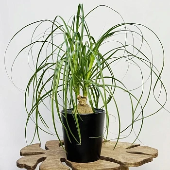  Нолина бранч шар d17/h50