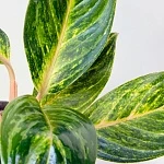 Аглаонема Грин Микс d12/h35