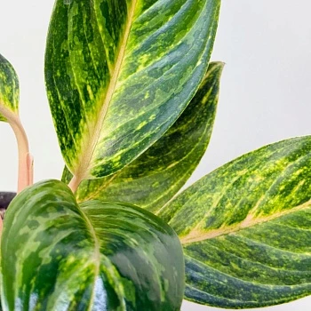 Аглаонема Грин Микс d12/h35