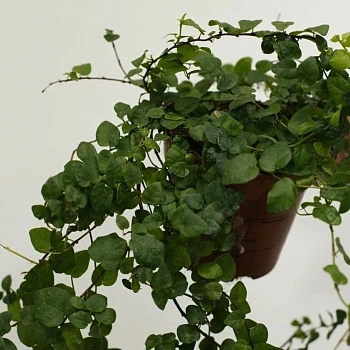 Фикус Пумила d12/h25