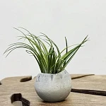 Тилландсия атмосферная микс