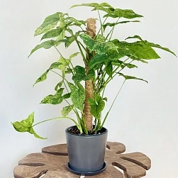 Сингониум Моттлед d18/h90