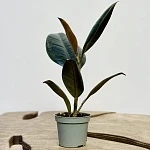 Фикус  Робуста d6/h15