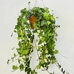 Хедера d24/h100