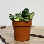 Гастерия Биколор Вариегата d8,5/h15