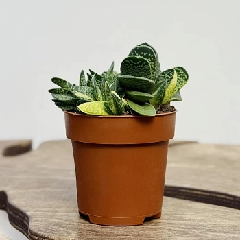 Гастерия Биколор Вариегата d8,5/h15