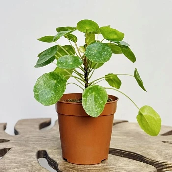 Пилея пеперомиевидная Шугар d13/h20