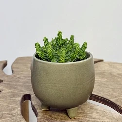 Эуфорбия Сюзанна d10/h12