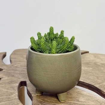 Эуфорбия Сюзанна d10/h12