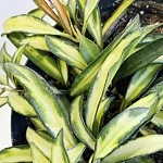 Хойя Вайети Триколор d15/h20