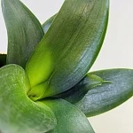 Сансевиерия Блэк Ханни d6/h15