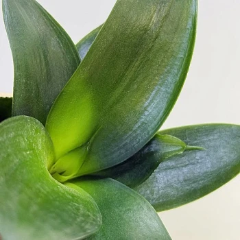 Сансевиерия Блэк Ханни d6/h15