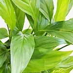 Спатифиллум Корто d12/h30