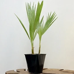 Вашингтония 