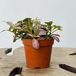 Фиттония микс 