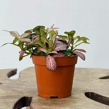 Фиттония микс 