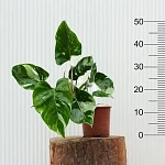 Филодендрон Вайт Принцесс d17/h50