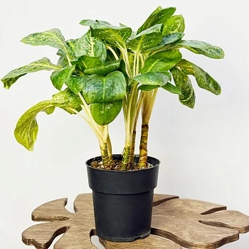 Аглаонема Лемон Минт d19/h50