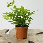 Циртониум d8,5/h15