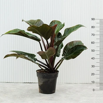 Филодендрон Империал Ред d23/h90