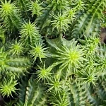 Эуфорбия Сюзанна d10/h12