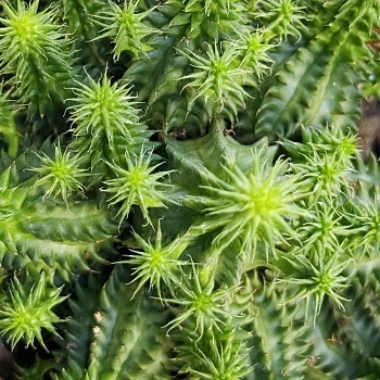 Эуфорбия Сюзанна d10/h12