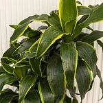 Драцена фрагранс Дорадо d24/h90