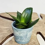 Сансевиерия Блэк Ханни d6/h15