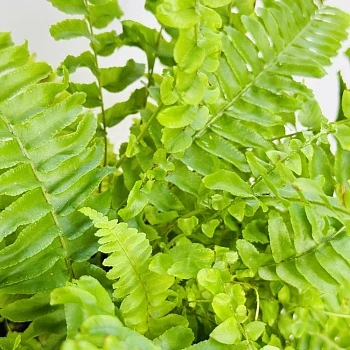 Нефролепис возвышенный Грин Момент d12/h35