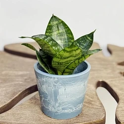 Сансевиерия Ханни d6/h15