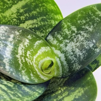 Сансевиерия Ханни d6/h15