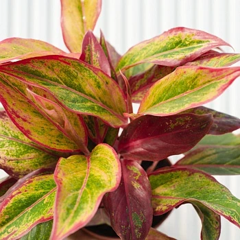 Аглаонема Грин Спринг Ред d19/h55