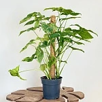 Сингониум Моттлед d18/h90