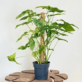 Сингониум Моттлед d18/h90