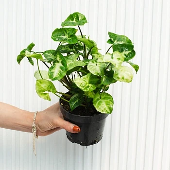 Сингониум Пикси d12/h30