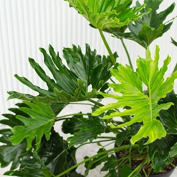 Филодендрон Селлоу d22/h105