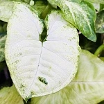 Сингониум Вайт Батерфляй ампельный d20/h40