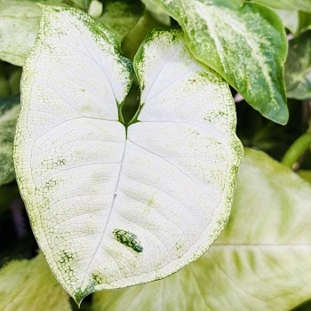 Сингониум Вайт Батерфляй ампельный d20/h40