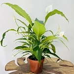 Спатифиллум Свит Чико d13/h55