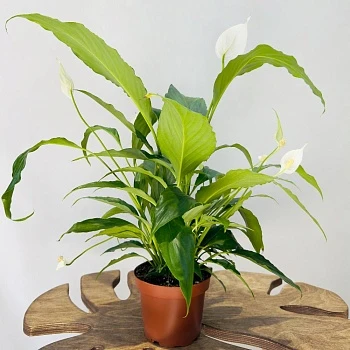 Спатифиллум Свит Чико d13/h55