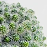 Маммилярия мини в плошке d16/h15