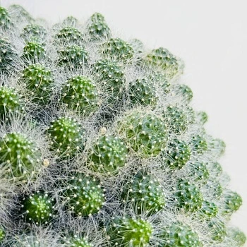 Маммилярия мини в плошке d16/h15