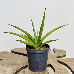 Сансевиерия Сильвер Сирени d12/h50