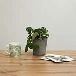 Сциндапсус Пиктус d12/h35