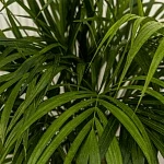 Хризалидокарпус Арека (Дипсис) d21/h120